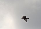 Steppebuizerd (Steppe buzzard)(buteo buteo vulpinus) Gokhturk museum 15-08-2016 (2)